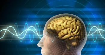 Функции коры головного мозга: в чем они заключаются?